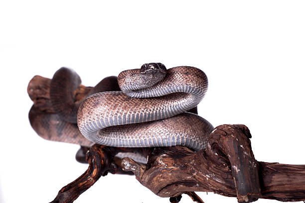 istock Puerto Rican boa on white backgorund 469943002