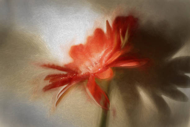 Digital art, artistic composition red Gerbera flower, oil paint effect