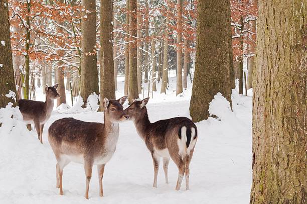 istock Deers standing in forest at winter 469943283