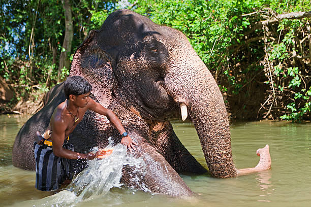 istock Mahout bathing his elephant in the river 469944417