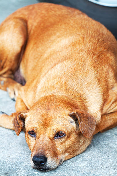 istock Tired street dog 469945103