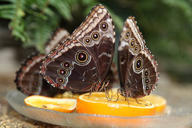 istock Butterflies on Orange Slices 469945217
