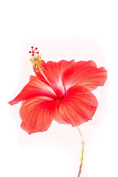 istock Hibiscus flower blooming red on white background 469945745