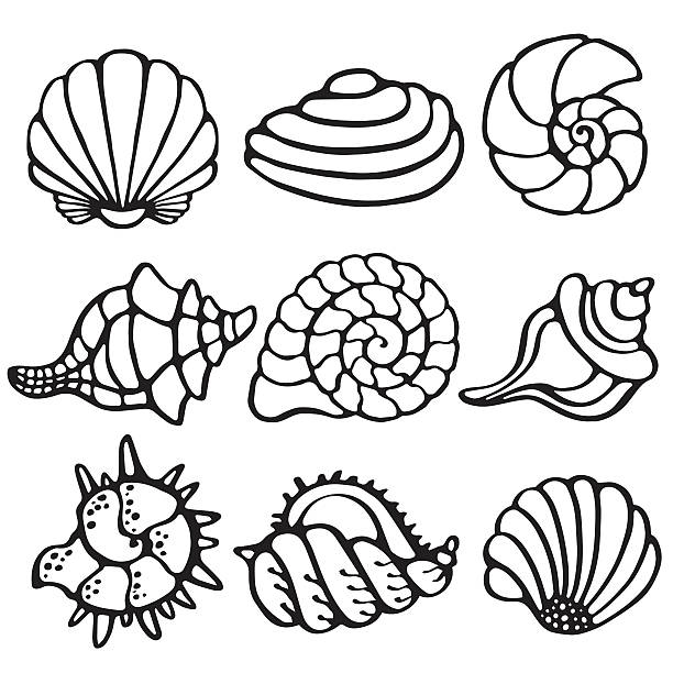 sea shell zestaw ikon odizolowany na białym tle. - snail isolated white white background stock illustrations