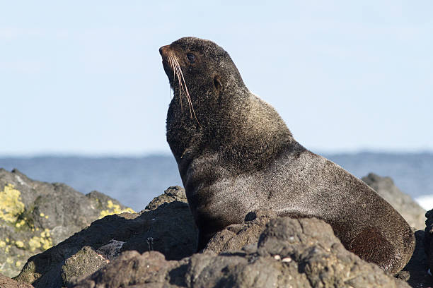 istock young male northern fur seal that rests 469946566
