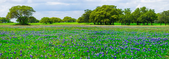 Wide Panoramic View of a Classic Central texas springtime Field covered with bluebonnets and green grass and tons of Wildflowers. Classic Lone star state blossom field. 