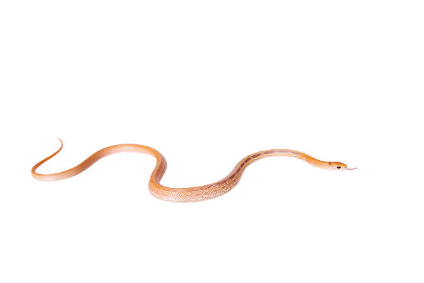 istock Radiated ratsnake isolated on white 469946874