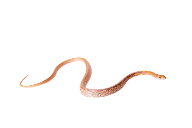 istock Radiated ratsnake isolated on white 469946882