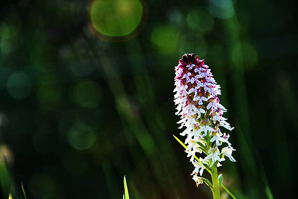 Summerflower at grass reflections Sunlit summer flower with grass reflections orchis ustulata stock pictures, royalty-free photos & images