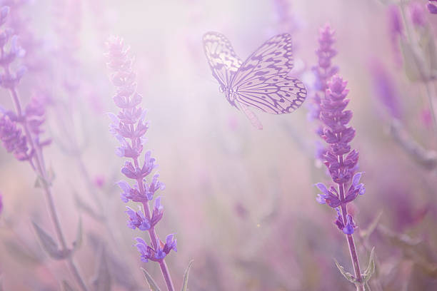 istock Lavender flowers an butterfly 469948170