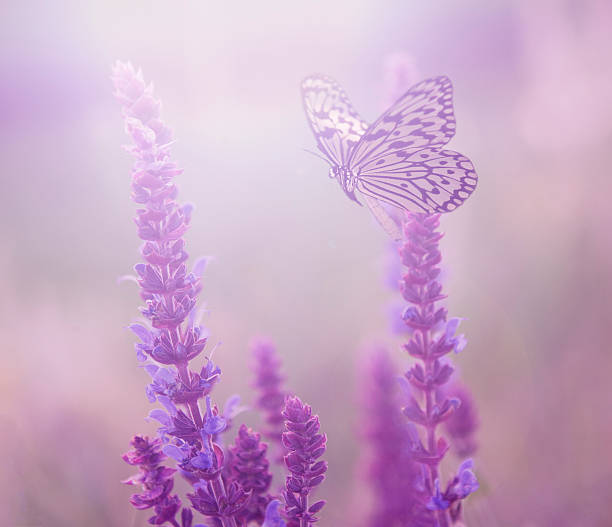 istock Lavender flowers an butterfly 469948210