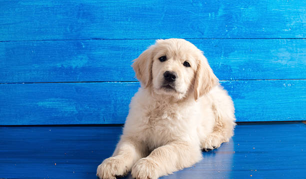 English Golden Retriever Puppy on Blue Wood stock photo