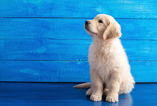 English Golden Retriever Puppy on Blue Wood stock photo