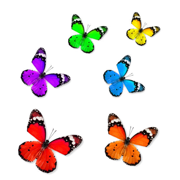 istock Beautiful set of colorful flying butterfly (Plain tiger) 469948354