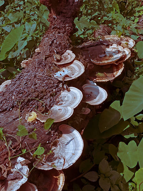 istock Homobasidiomycetes, bracket-fungus 469948486