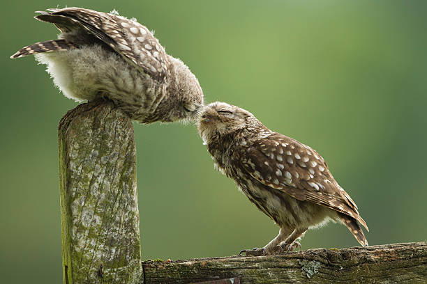 istock Little Owl Chick With Its Father 469948631