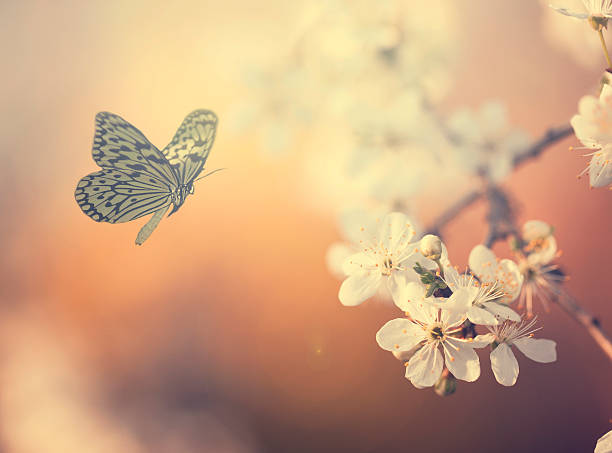 istock Butterfly and tree flowers 469949060