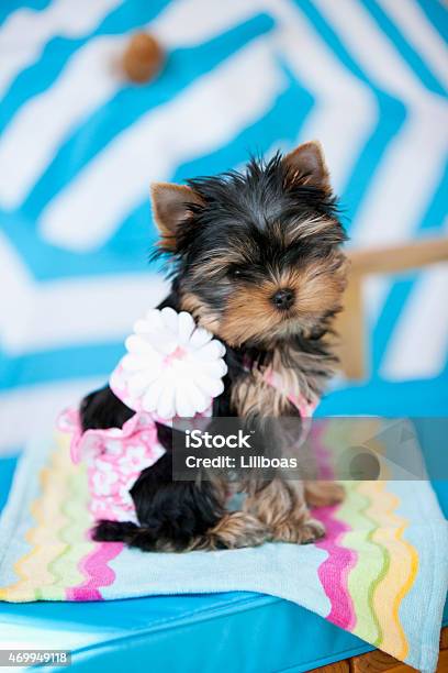 Yorkie Puppy In Swimsuit At Beach Sitting On Lounge Chair Stock Photo - Download Image Now