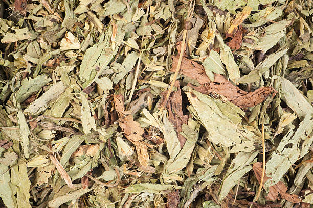 stevia folhas secas - glucose herb leaf dried plant imagens e fotografias de stock