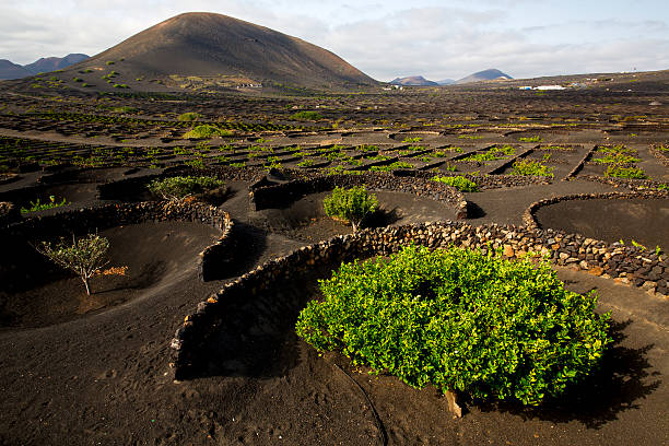istock lanzarote spain la geria cultivation winery 469949415