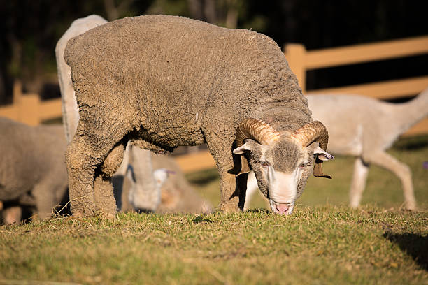 lana merino - lamb merino sheep sheep focus on foreground foto e immagini stock