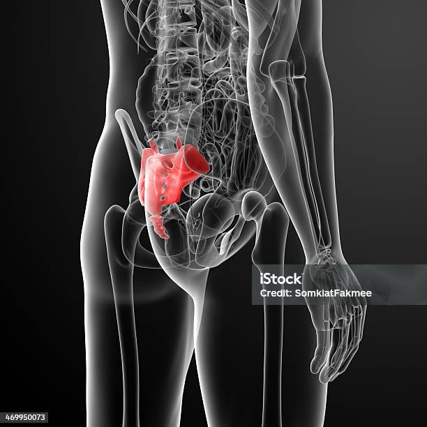 3 D Renderowania Ilustracja Krzyż Kości - zdjęcia stockowe i więcej obrazów Anatomia człowieka - Anatomia człowieka, Bez koszulki, Biologia - Nauka