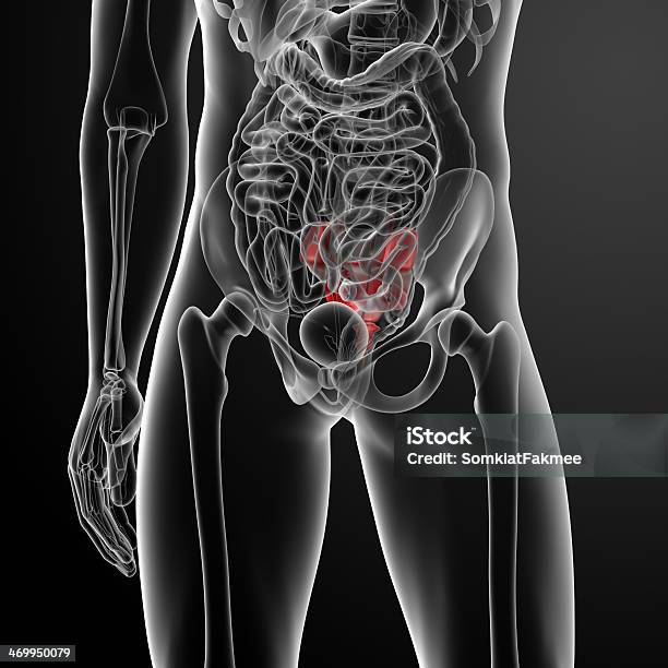 3 D Render Illustration Kreuzbein Bone Stockfoto und mehr Bilder von Anatomie - Anatomie, Biologie, Brustbein