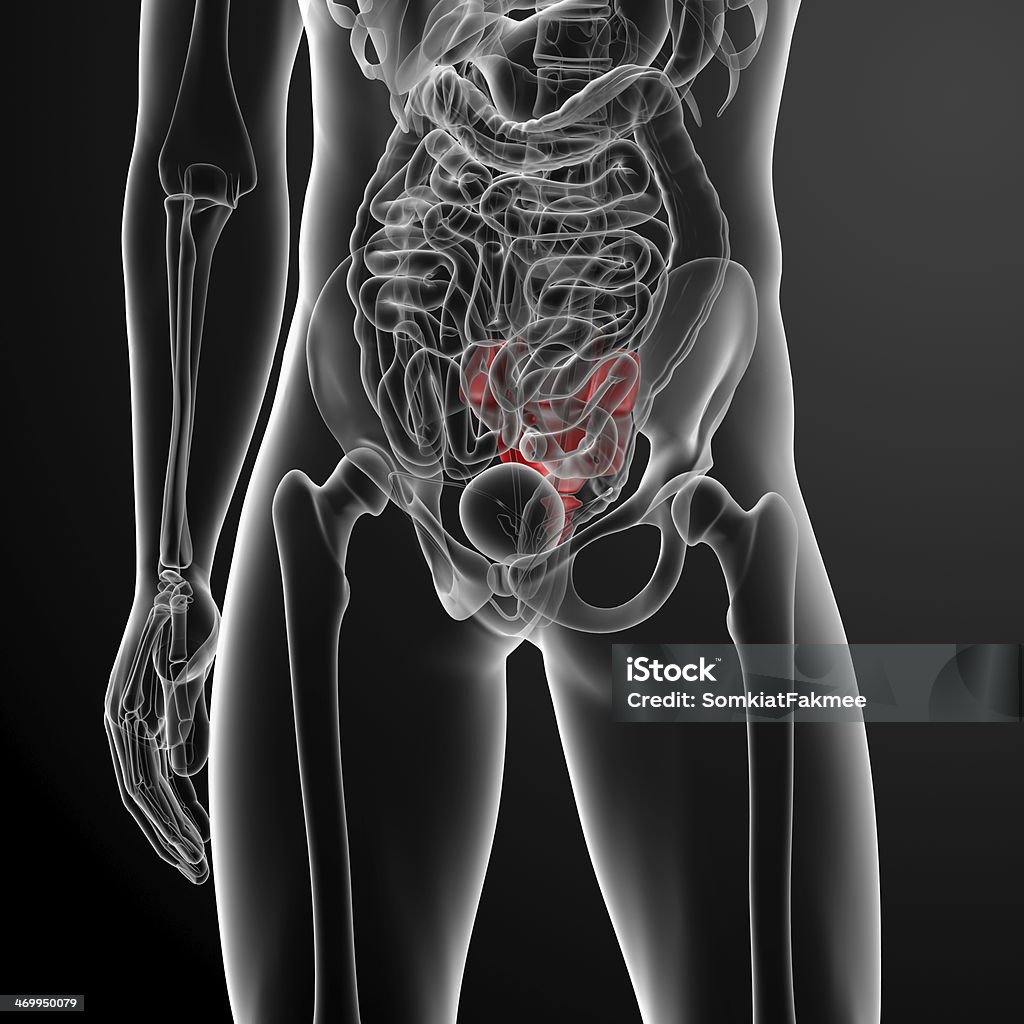 3 d 렌더링 일러스트 엉치뼈 뼈다귀 - 로열티 프리 가락뼈 스톡 사진