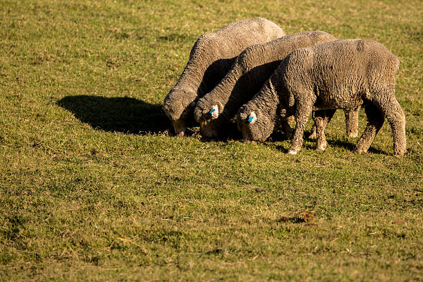 lana merino - lamb merino sheep sheep focus on foreground foto e immagini stock