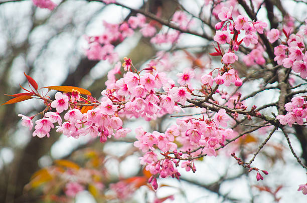 istock Cherry blossom(Sakura) in Chiang Mai, Thailand 469951489