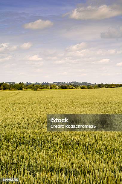 Culturas - Fotografias de stock e mais imagens de Agricultura - Agricultura, Alimentação Saudável, Ao Ar Livre