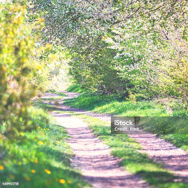 Cherry Avenue In Sunny Springtime Stock Photo - Download Image Now - 2015, Blossom, Branch - Plant Part