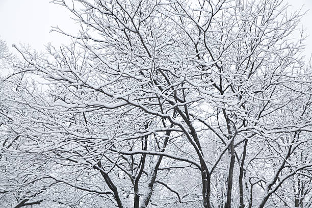 Snow on the trees at winter