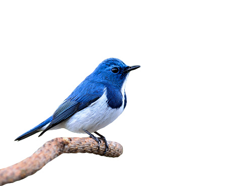Blue Bird, Ultramarine Flycatcher, perching on branch isolated o