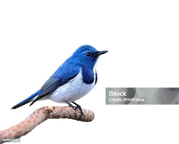 Blue Bird Ultramarine Flycatcher Perching On Branch Isolated O Stock Photo - Download Image Now