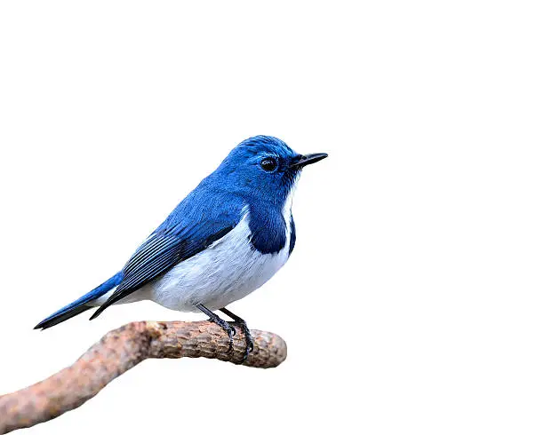Blue Bird, Ultramarine Flycatcher, perching on branch isolated on white background (ficedula superciliaris)