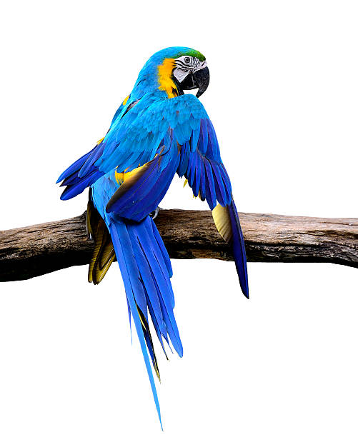 istock Blue and gold macaw bird stretches wings isolated 469952036