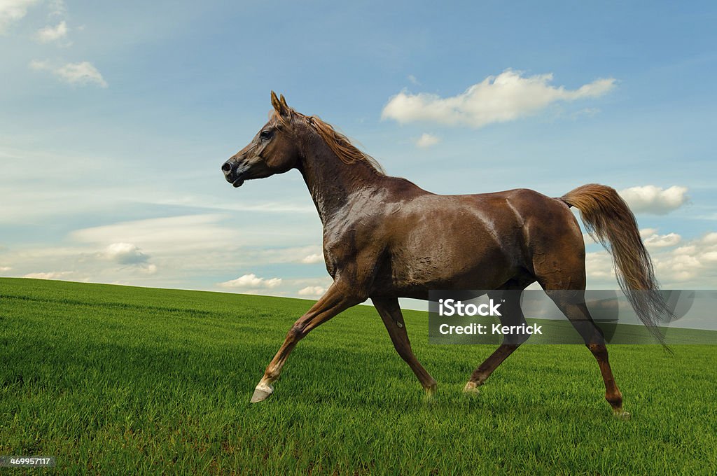 Arabian-horse-mare auf Wiese - Lizenzfrei Agrarbetrieb Stock-Foto