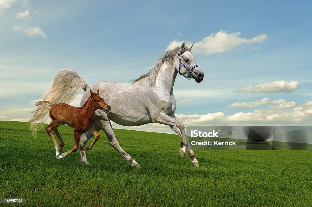 Arabische Pferde Stute und Fohlen im Galopp - Lizenzfrei Araberpferd Stock-Foto