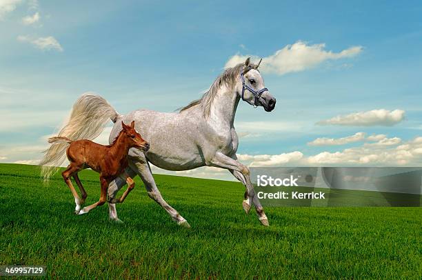 Arabische Pferde Stute Und Fohlen Im Galopp Stockfoto und mehr Bilder von Araberpferd - Araberpferd, Weiß, Aktivitäten und Sport
