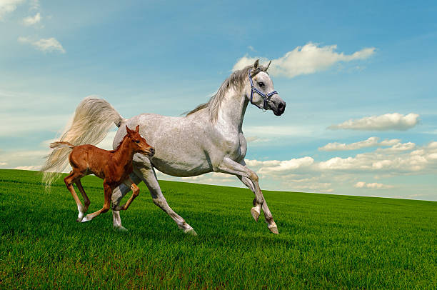 Asil Arabian mare (Asil means - this arabian horses are of pure egyptian descent) and her foal - about 14 days old in gallop 