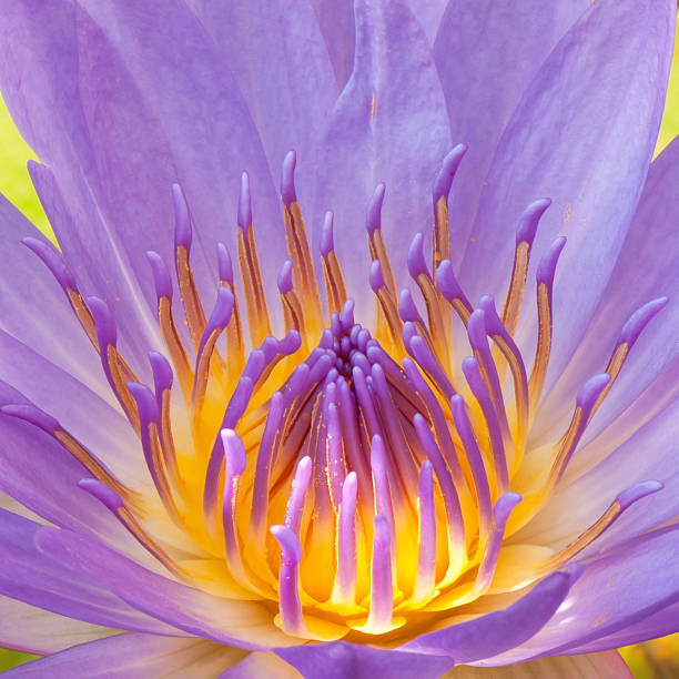 close-up pollen and petals