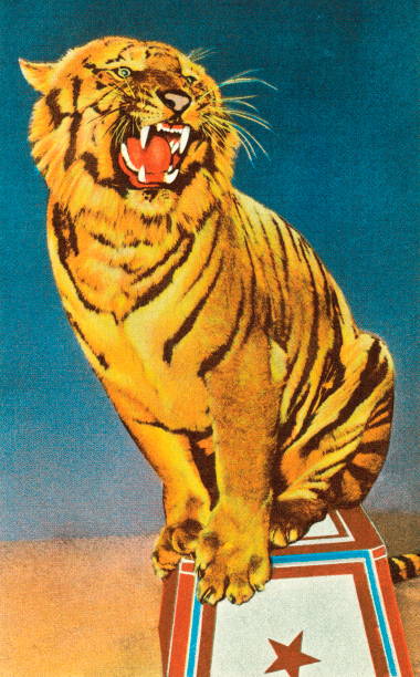 illustrazioni stock, clip art, cartoni animati e icone di tendenza di circus tigre - animal act