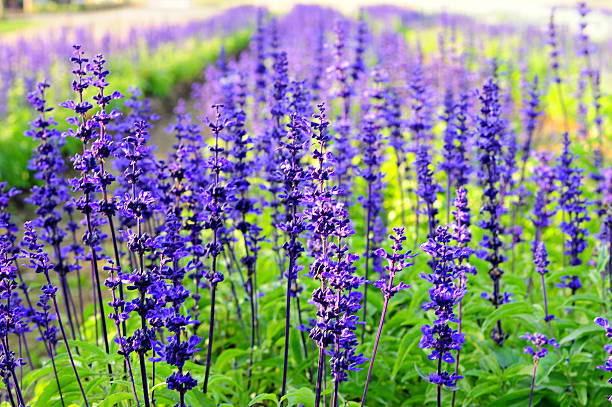 istock Lavender field in Thailand. 469957979