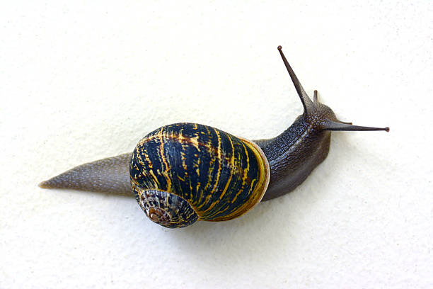 caracol común - remote shell snail isolated fotografías e imágenes de stock