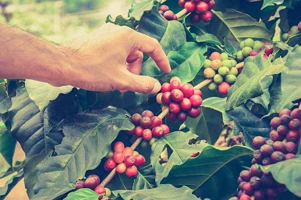 istock Hand picking coffee beans from coffee plant - vintage tone 469958546