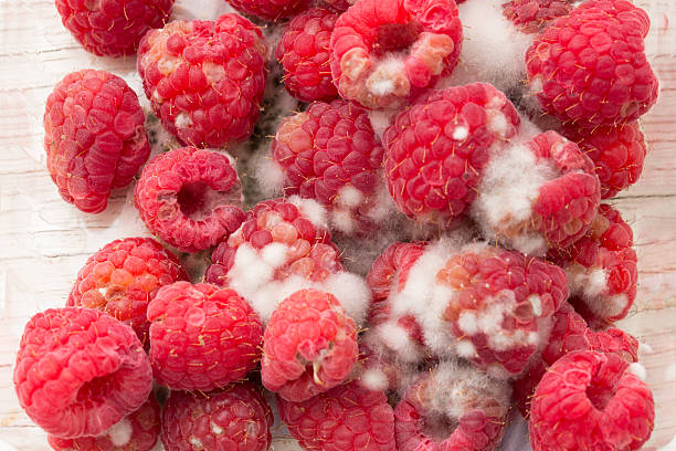 Rotten Raspberries stock photo