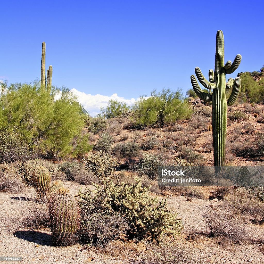 Deserto do Arizona - Royalty-free Arizona Foto de stock