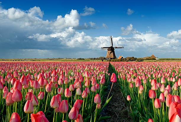 tulipanes y molino de viento - dutch culture windmill landscape netherlands fotografías e imágenes de stock