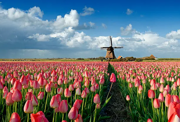 Colorful tulips in a typical Dutch landscape. 